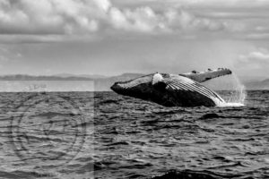Madagascar, Ste Marie, the Whale Sanctuary, Julie Andre, Jacques Maudy, jacques maudy photography, jacquesmaudy, jacquesmaudyphotography