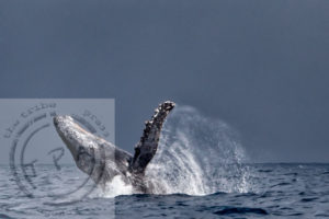 Madagascar, Ste Marie, the Whale Sanctuary, Julie Andre, Jacques Maudy, jacques maudy photography, jacquesmaudy, jacquesmaudyphotography