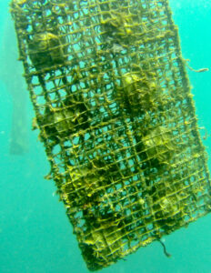 The Tears of the Ocean, golden pearls of Myanmar, Moken, Mergui archipelago, myanmar, myek, jacques_maudy, Jacquesmaudyphotography.com